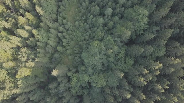 Flying summer carpathian forest in mountains