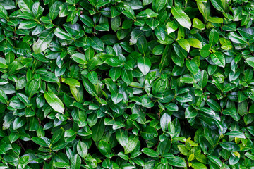 Seamless background of green laurels bay leaf natural fence
