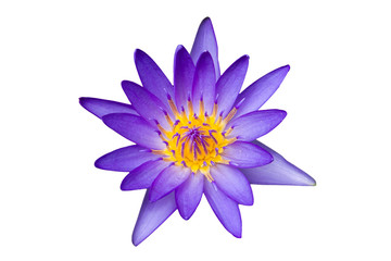Fototapeta premium Beautiful blue-yellow lotus isolated on white background.