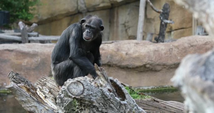Chimpanzee looking around