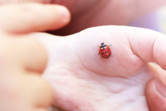Child hand finger with lady bug crawling on it.