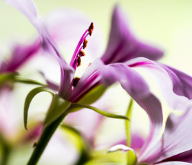 Trailing Geranium Macro in bright light, showing pollen detail with out of focus areas