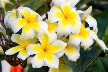 Obraz na płótnie Canvas Beautiful white and yellow Plumeria close up.