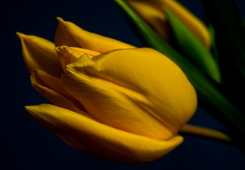 Yellow Tulip