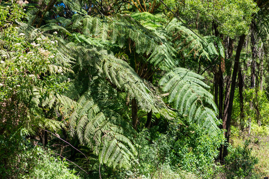 Big fronds of a tree fern in the tropical moist broadleaf forests in the highlands of Sri Lanka