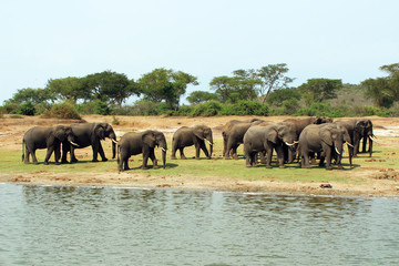Fototapeta na wymiar Wilde Elefanten in Afrika Uganda