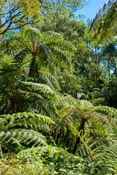 Big fronds of a tree fern in the tropical moist broadleaf forests in the highlands of Sri Lanka	