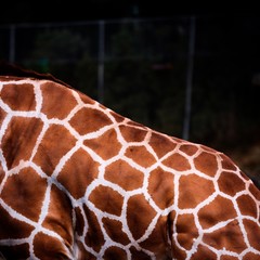 Giraffe texture