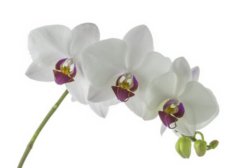  Flower orchids