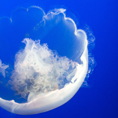 Jellyfish over blue background