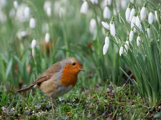 Rotkehlchen in den Schneeglöcken