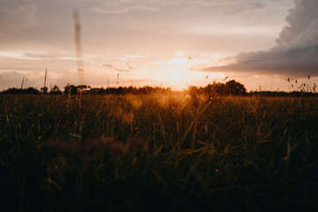 Fototapeta premium Feld und Wiese bei Sonnenuntergang