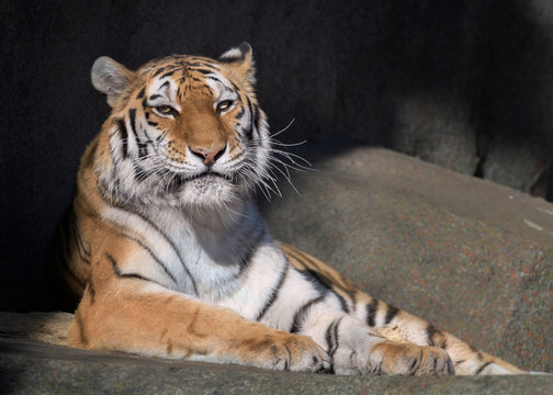 Adult female amur tiger laying on rocky surface