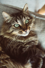 Getigerte Katze mit türkis farbenen Augen