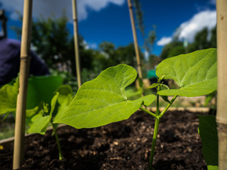Beans growing on an allotment closeup with blue sky