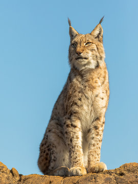 linx