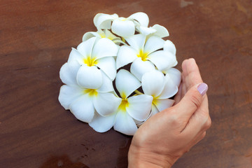 Frangipani flower in a woman's hand