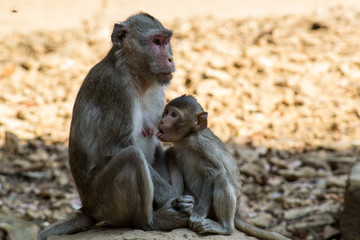 monkey family close up in botanical garden