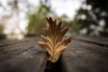 roads, leaves and perspectives ... winter, in a Sicilian wood