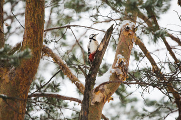 Beautiful woodpecker bird sitting on branch of tree in winter wood. Horizonal color photography.