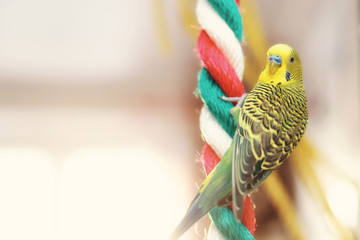Obraz premium Funny Budgerigar. Budgie parrot sitting on rope and plays