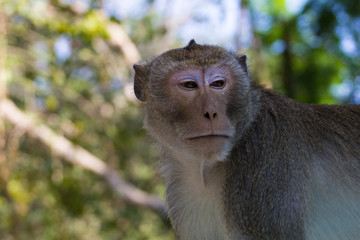 Real monkey portrait close up in botanical garden
