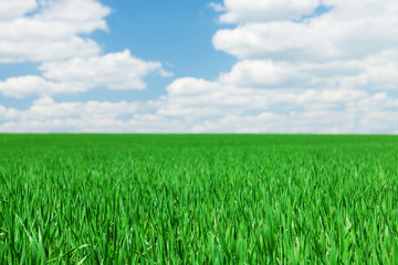 Green grass field and blue sky