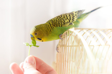 Bird bydgie sits on cage and eats from human hand fresh green grass