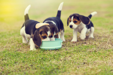 Little Beagles scramble to eat feed