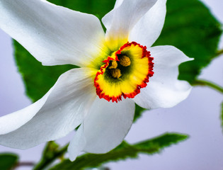 White narcissus macro