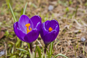 Violetter Krokus auf Frühlingswiese