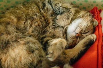 Cute pussy cat lying on blanket. Domestic animal resting