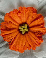 Orange Narcissus Center 