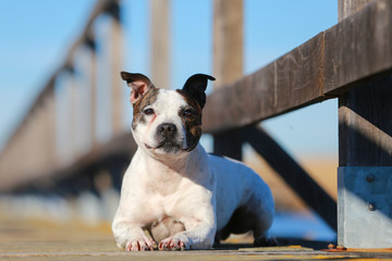 Staffordshire bull terrier