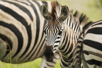 Fototapeta premium Plains Zebra, Equus quagga chapmani, Hluhluwe-Imfolozi Park, South Africa