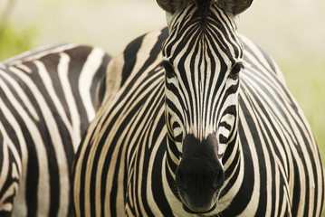 Plains Zebra, Equus quagga chapmani, Hluhluwe-Imfolozi Park, South Africa