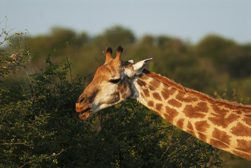 South African Giraffe, Giraffa giraffa giraffa, portrait, South Africa