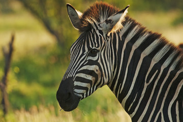 Fototapeta na wymiar Plains Zebra, Equus quagga chapmani, Hluhluwe-Imfolozi Park, South Africa