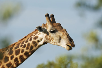 South African Giraffe, Giraffa giraffa giraffa, portrait, South Africa