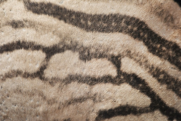 Plains Zebra, Equus quagga chapmani, skin detail, Hluhluwe-Imfolozi Park, South Africa