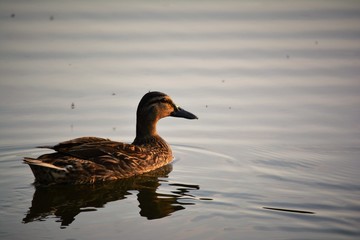 Duck 
