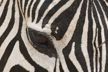 Fototapeta na wymiar Plains Zebra, Equus quagga chapmani, head detail, Hluhluwe-Imfolozi Park, South Africa
