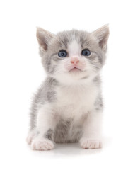 Fototapeta premium Little gray kitten.