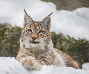 Baby lynx. Lynx live in dense forests, in the taiga, steppe and tundra. The lynx is perfectly able to climb trees and rocks, floats well.