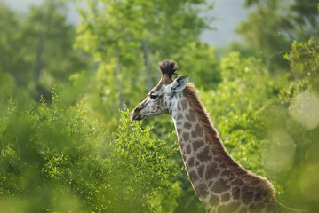 South African Giraffe, Giraffa giraffa giraffa, portrait, South Africa