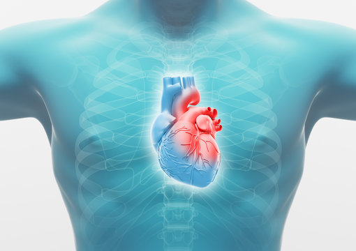 Torace di uomo con cuore, anatomia render 3d