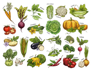 Isolated set vegetables harvest for vegan market