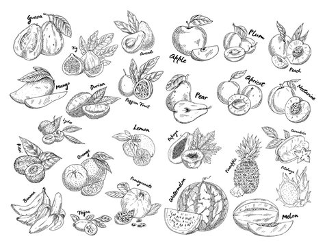 Set of isolated sketches of exotic, tropical fruit