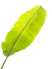 Banana leaf isolated on white background