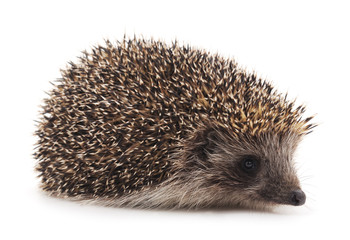 One brown hedgehog.